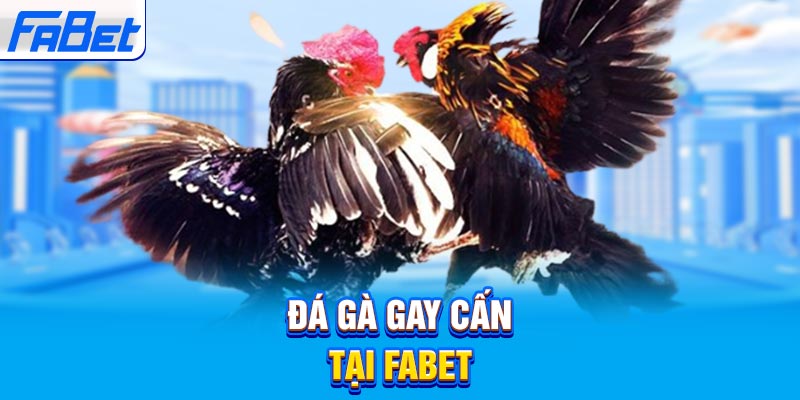 Gà trống sống loại Fm88 - Fm88