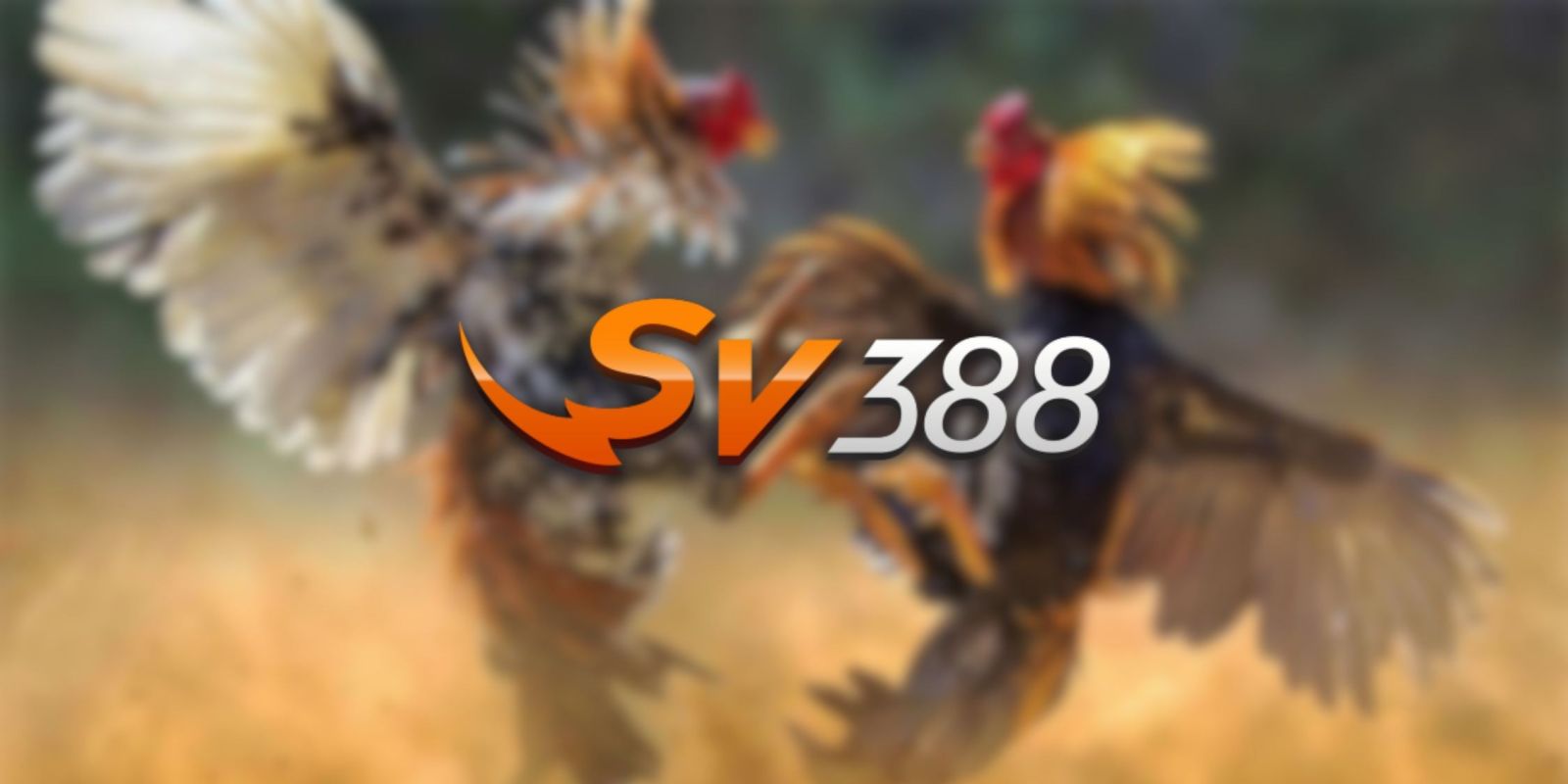 Danh tiếng thực sự ở cấp độ D9bet? - D9bet